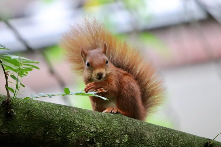 squirrel, calibration hangover, oak kitten-8269175.jpg